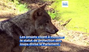 Le Parlement européen est divisé sur le projet de révision du statut de conservation des loups