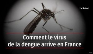 Comment le virus de la dengue arrive en France