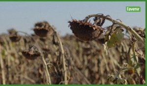 L'Ukraine récolte les tournesols alors que les exportations sont affectées