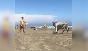 Pyrénées-Orientales : une vache sème la panique sur la plage en cavalant au milieu des promeneurs