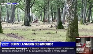 C'est la saison du brame du cerf