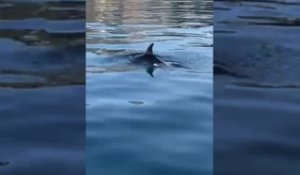 Des dauphins s'aventurent au bord de Saint-Jean-Cap-Ferrat
