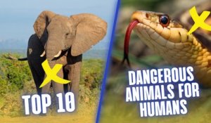 Top 10 Most Dangerous Animals For Humans