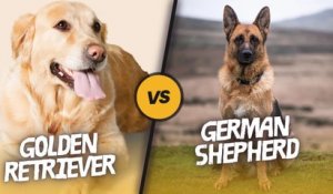 Golden Retriever vs German Shepherd: Which Is the Perfect Family Dog?
