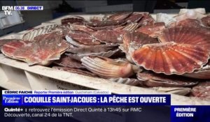 Coquilles Saint-Jacques: la pêche est ouverte depuis ce lundi 2 octobre
