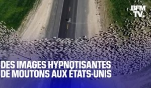 Les images fascinantes d'un troupeau de moutons traversant une route aux États-Unis