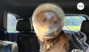 Affamé, ce chien errant s'est coincé la tête dans un pot en cherchant de la nourriture et ne pouvait pas s'en libérer