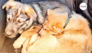 Un couple adopte un chien : 45 minutes plus tard, ils reviennent chercher son frère aveugle