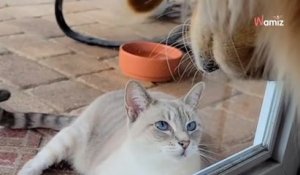 Un Golden Retriever et un chat deviennent les meilleurs amis du monde : les internautes craquent sur leur relation