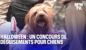 Au Pérou, ces chiens font un concours de déguisements pour Halloween