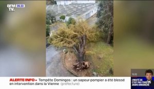 À La Rochelle, cet immense arbre a été totalement déraciné par la tempête Domingos