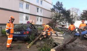 Après la tempête Ciaran, les agents de Brest métropole au chevet des arbres