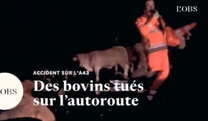 Les images de l'accident d'une bétaillère sur l'A43 près de Lyon