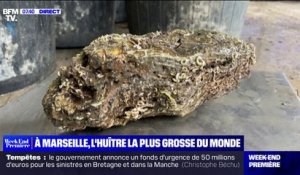 À Marseille, une huître de 2,360kg peut devenir la plus grosse du monde