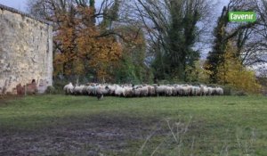 Transhumance des moutons