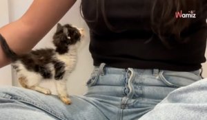 Elle sauve 3 chatons qui dépérissent dans un refuge : ils la remercient de la plus belle des façons