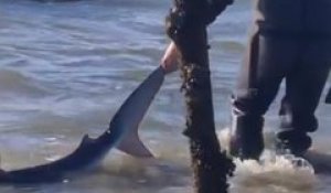 Arcachon : cet ostréiculteur sauve un requin