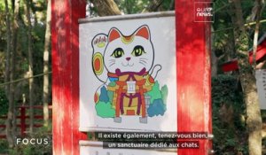 Comment les chats apportent chance et tourisme dans la région japonaise du Tohoku