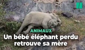 Inde : les adorables retrouvailles de cette éléphante avec son bébé perdu dans une réserve naturelle