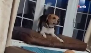 Sauvé d'un laboratoire, ce chien Beagle n'arrive pas à contenir sa joie en découvrant sa nouvelle maison (vidéo)