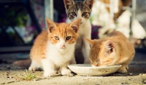 30 Millions d’Amis : un manoir à chats va bientôt ouvrir ses portes en Ariège, grâce à une généreuse donatrice