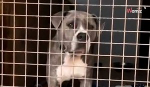 Ils adoptent un chien dont personne ne veut : quelques mois après, le refuge retrouve ses photos sur un site d'annonces