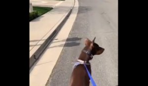 ScHoolboy Q Takes Dogs On Easter Walk