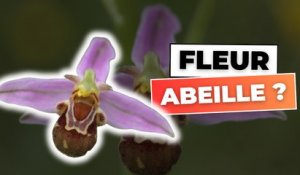 Une abeille qui s'accouple avec une fleur ?