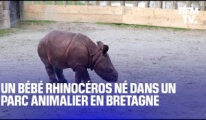 Un bébé rhinocéros est né dans un parc animalier en Bretagne