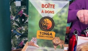 Une cagnotte pour envoyer des lions en Afrique du Sud lancée par Tonga Terre d'acceuil