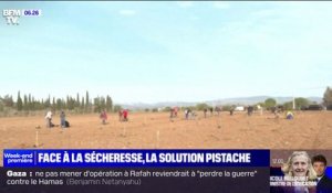 Sécheresse préoccupante dans les Pyrénées-Orientales: les agriculteurs se tournent vers la culture de la pistache