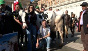 Vatican : une vache sur la place Saint-Pierre, en pleine prière du pape