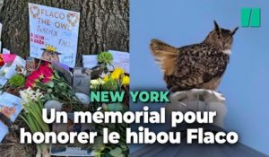 Les New-Yorkais rendent hommage au hibou Flaco, mort tragiquement