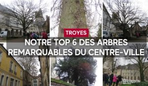 Notre top 6 des arbres remarquables présents dans le centre-ville de Troyes