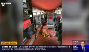 La photo d'un chien sans muselière dans un TGV, postée par une ex-députée socialiste, fait polémique