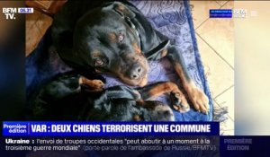 Var: un an après l'attaque d'un joggeur, ces deux chiens sont de retour chez leur propriétaires et terrorisent une commune