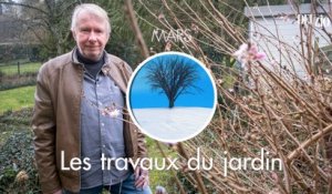 Travaux du jardin - 2 mars 2024 : des floraisons de fin d'hiver