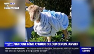 Un mouton domestique tué par un loup dans le Var