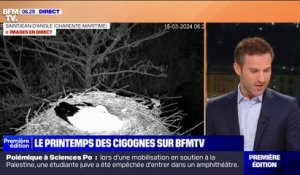 Le printemps des cigognes: 6.000 couples recensés en France en 2022
