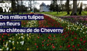 Les très belles images des milliers de tulipes en fleurs au château de Cheverny