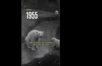 Paris, 1955 : les naissances du zoo de Vincennes