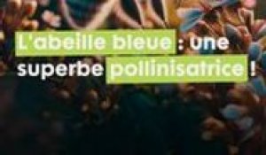 Un saphir dans la nature : l'abeille solitaire bleue à bande blanche, une superbe pollinisatrice !