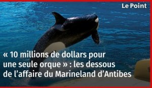 « 10 millions de dollars pour une seule orque » : les dessous de l’affaire du Marineland d’Antibes
