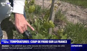 Coup de froid sur la France: les agriculteurs s'inquiètent pour leurs cultures