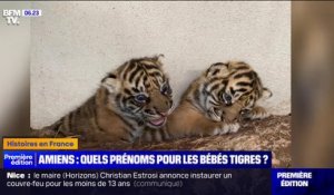 Rimba, Linga,  Hutan ou Toba ? Le zoo d'Amiens appelle aux votes jusqu'à vendredi midi pour prénommer les deux bébés tigres de Sumatra, nés le 22 mars dernier