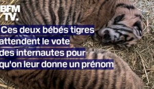 Ces deux bébés tigres attendent le vote des internautes pour qu'on leur donne un prénom