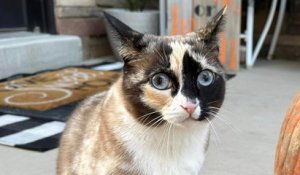 États-Unis : une chatte expédiée dans un colis Amazon à plus de 1000 km de chez elle