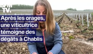 Après les orages, une viticultrice témoigne des dégâts à Chablis