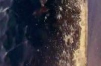 Quand un banc de dauphins accompagne un bateau sur la Transat Café L'Or - Voile - Transat Café L'Or