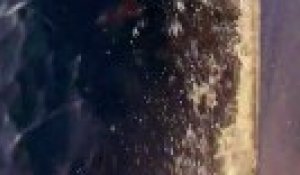 Quand un banc de dauphins accompagne un bateau sur la Transat Café L'Or - Voile - Transat Café L'Or